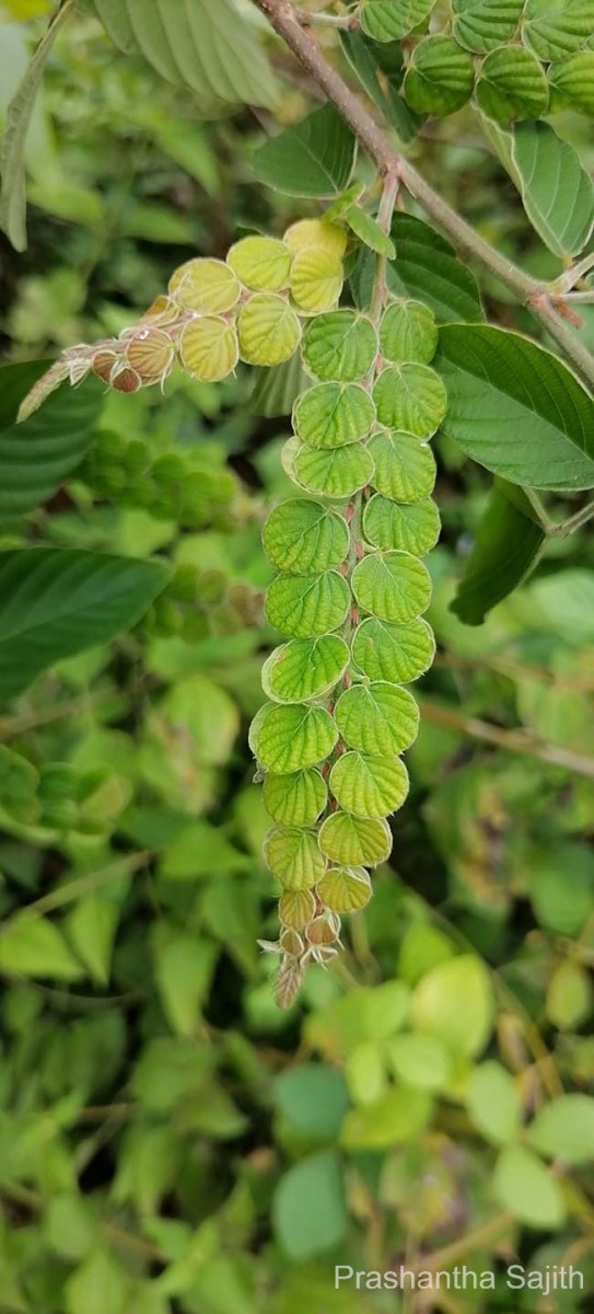 Phyllodium pulchellum (L.) Desv.